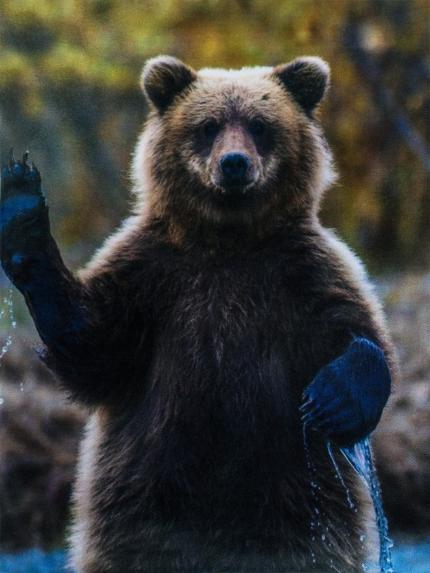 Сумка-шоппер с фотопечатью Медведь